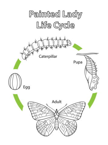 Life Cycle Of A Painted Lady Butterfly Coloring Page